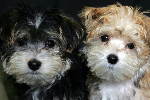 North County Pet Sitting - pet boarding facility in San Diego, CA