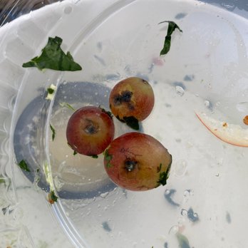 Flower Child - Moldy grapes - Salad Near Me - Del Mar, California Flower Child - Moldy grapes - Salad Near Me - Del Mar, California