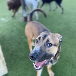 K9 Country Club Pet Center - Roman