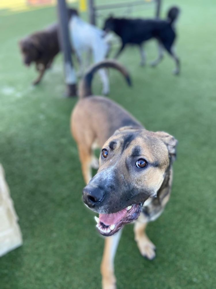K9 Country Club Pet Center - pet boarding facility in Spokane Valley, WA