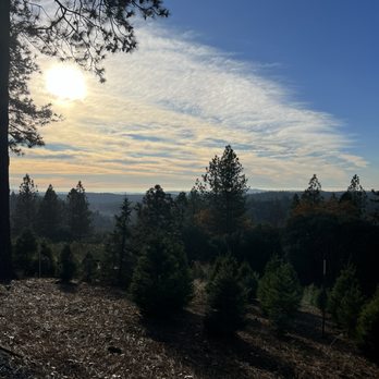 Twin Pines Christmas Tree Farm - View at the top where you pick out the trees - Christmas Trees Near Me - Georgetown, California Twin Pines Christmas Tree Farm - View at the top where you pick out the trees - Christmas Trees Near Me - Georgetown, California