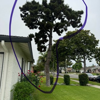 Alex's Natural Tree Care - Before tree removal - Tree Services Near Me - Pomona, California
