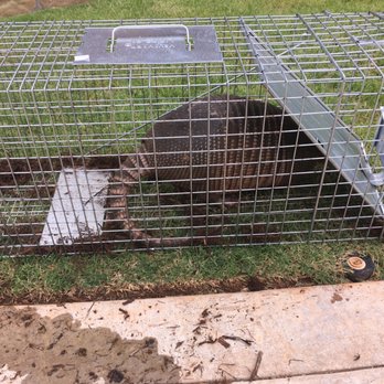 Critter Control - Armadillo Capture - Pest Control Near Me Critter Control - Armadillo Capture - Pest Control Near Me