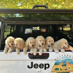 Golden Dog Farm