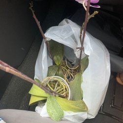 Orchids Nursery - 3 for $20. Catch is that they need some love.