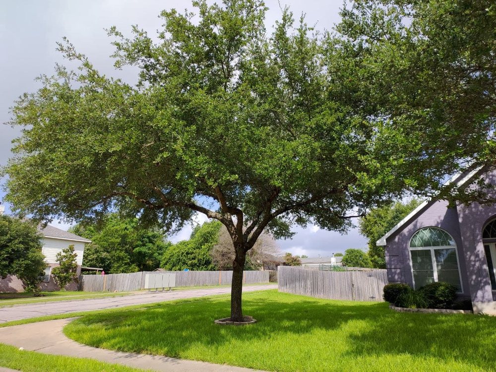 M & B TREE SERVICE Updated August 2024 35 Photos & 10 Reviews