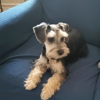Paw La La - Pet Sitting Near Me - Los Angeles, California