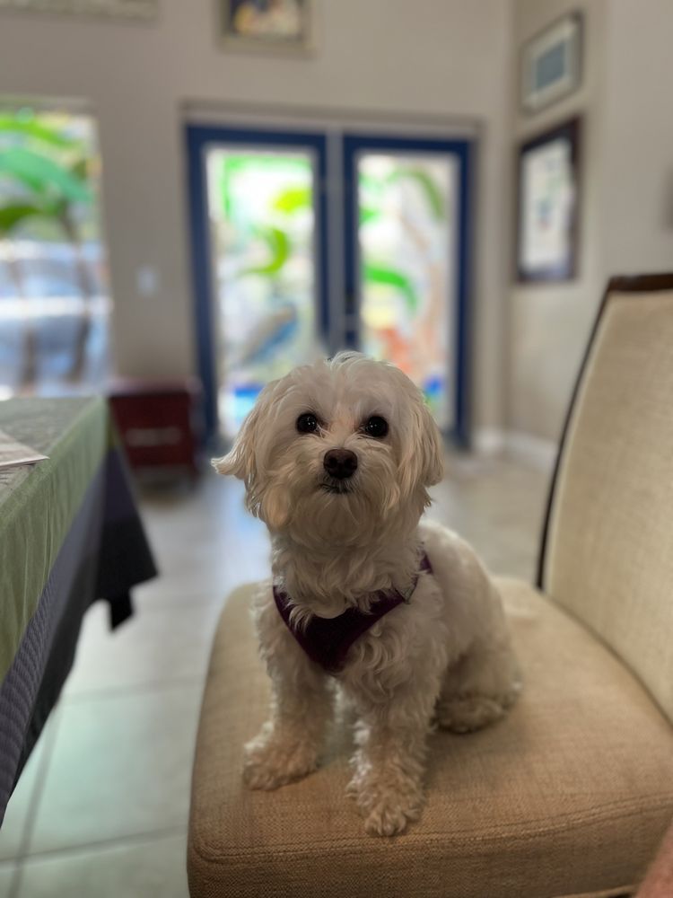 JUST PET GROOMING Updated October 2024 10 Photos 180 Race Track