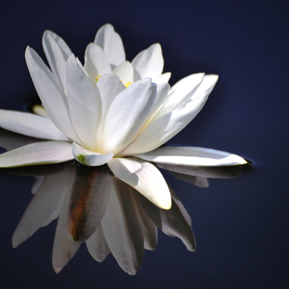 Williamson Flowers Dunfermline Best Flower Site