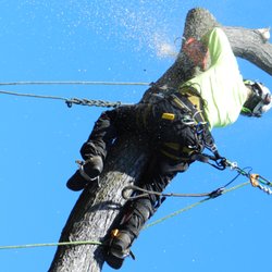 Bellingers Professional Grounds Maintenance - Tree Removal