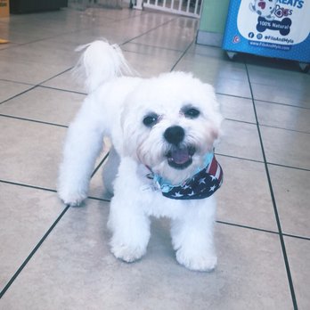 Michelle's Pet Grooming - Pet Groomers Near Me - Fort Lauderdale, Florida Michelle's Pet Grooming - Pet Groomers Near Me - Fort Lauderdale, Florida