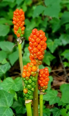Little Sugar Creek Greenway by null
