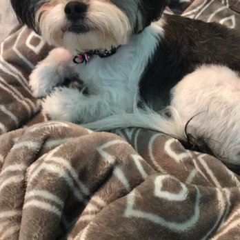 Adrian's Mobile Grooming - Pet Groomers Near Me - Livermore, California