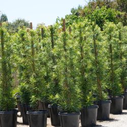 Arny's Garden - Podocarpus