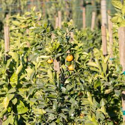 Norman's Nursery - SoCal's largest inventory of citrus for retail