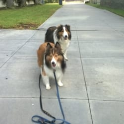 Walk-A-Bout Dog Service