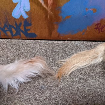Cuddle Clones - What's humorous is that the clone tail is longer than my actual dog's tail, and reaches up to the neck on the clone itself. - Pet Stores Near Me - Akron, Ohio Cuddle Clones - What's humorous is that the clone tail is longer than my actual dog's tail, and reaches up to the neck on the clone itself. - Pet Stores Near Me - Akron, Ohio