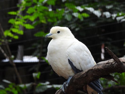 Cincinnati Zoo & Botanical Garden by null