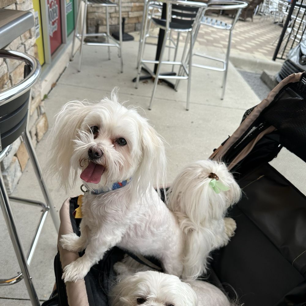 Fuzzy's Taco Shop - Pup friendly - Mexican Near Me - Sarasota, Florida Fuzzy's Taco Shop - Pup friendly - Mexican Near Me - Sarasota, Florida