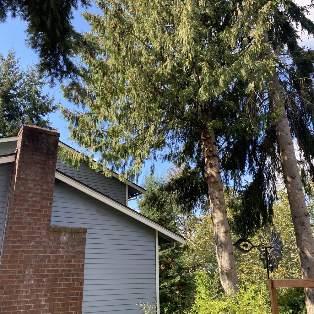 Clean Time Landscaping - Clean time took care of overhanging branching in our yard - Tree Services Near Me Clean Time Landscaping - Clean time took care of overhanging branching in our yard - Tree Services Near Me