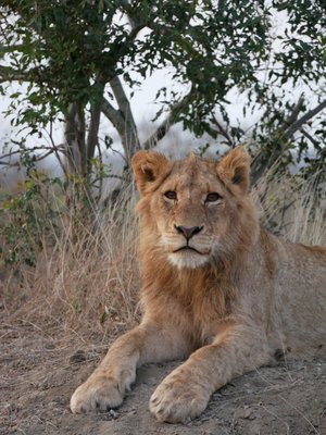 Africa Adventure Consultants by null