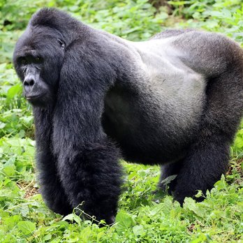 Boutique Travel - Silverback in Bwindi National Forest, Uganda - Travel Agents Near Me - Oakland, California Boutique Travel - Silverback in Bwindi National Forest, Uganda - Travel Agents Near Me - Oakland, California