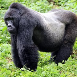 Boutique Travel - Silverback in Bwindi National Forest, Uganda