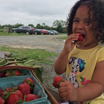 Lockbriar Farms - Fruits & Veggies Near Me - Chestertown, Maryland Lockbriar Farms - Fruits & Veggies Near Me - Chestertown, Maryland