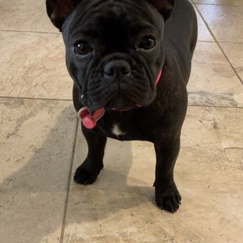 Distinctive French Bulldogs - She's wondering what fun thing we're going to do next. - Pet Breeders Near Me Distinctive French Bulldogs - She's wondering what fun thing we're going to do next. - Pet Breeders Near Me