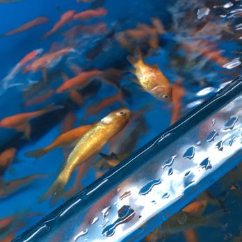 Petco - Dead fish - Pet Stores Near Me - Los Angeles, California Petco - Dead fish - Pet Stores Near Me - Los Angeles, California