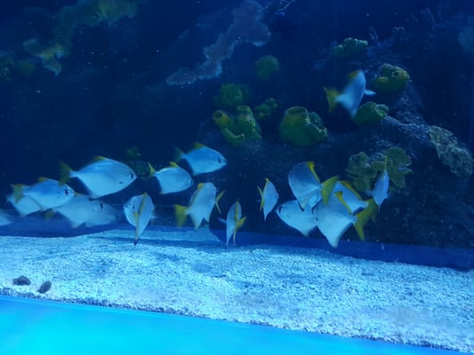 Sea Life Scheveningen by null