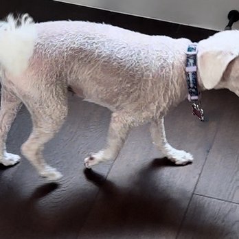 Furry Tails - Pet Boarding Near Me - Dallas, Texas