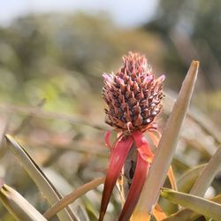 Maui Pineapple Tour - Taste pineapples in various stages of growth, and receive a complimentary pineapple