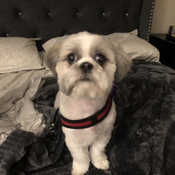 Canine Image - Pet Groomers Near Me - San Diego, California