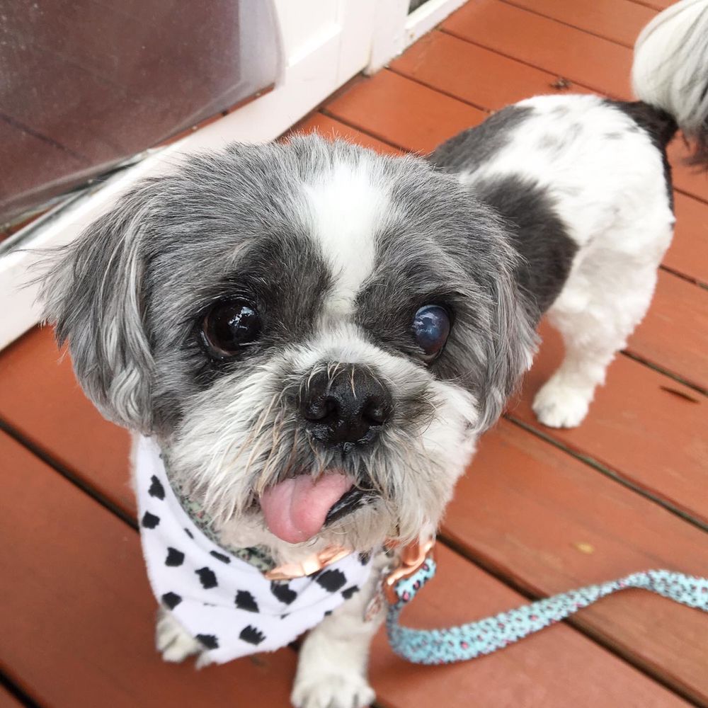 Lola & Company - Pet Care Image