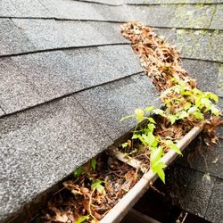 HFX Home Services - Gutter full with leafs