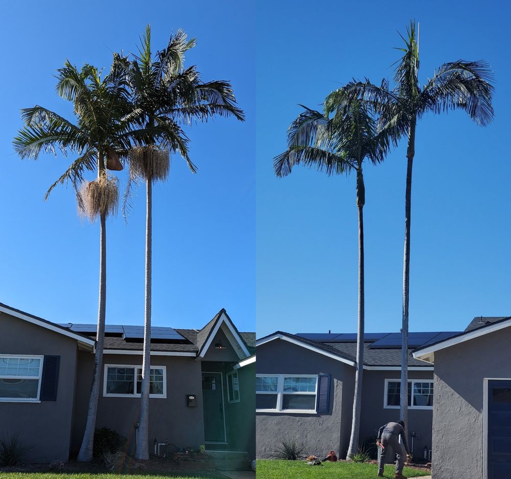 City Tree and Landscaping - tree service in San Diego, CA
