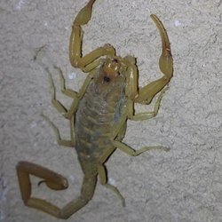 Sonoran Pest Control