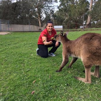 Cleland Wildlife Park - Hand feeding kangaroos  is awesome and they're everywhere just roaming! - Coffee & Tea Near Me - Crafers, SA