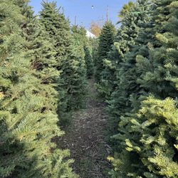 Dave's Christmas Trees