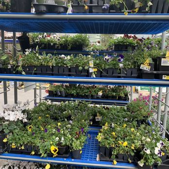 Lowe's Home Improvement - Reduced flowers - Hardware Stores Near Me - Mount Pleasant, South Carolina Lowe's Home Improvement - Reduced flowers - Hardware Stores Near Me - Mount Pleasant, South Carolina