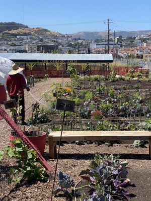 Florence Fang Community Farm by null