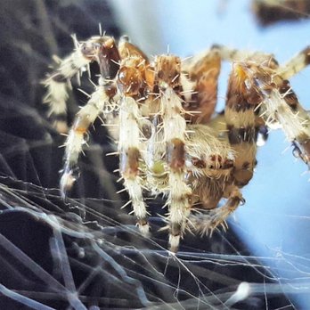 Hatch Pest Solutions - Pest Control Near Me