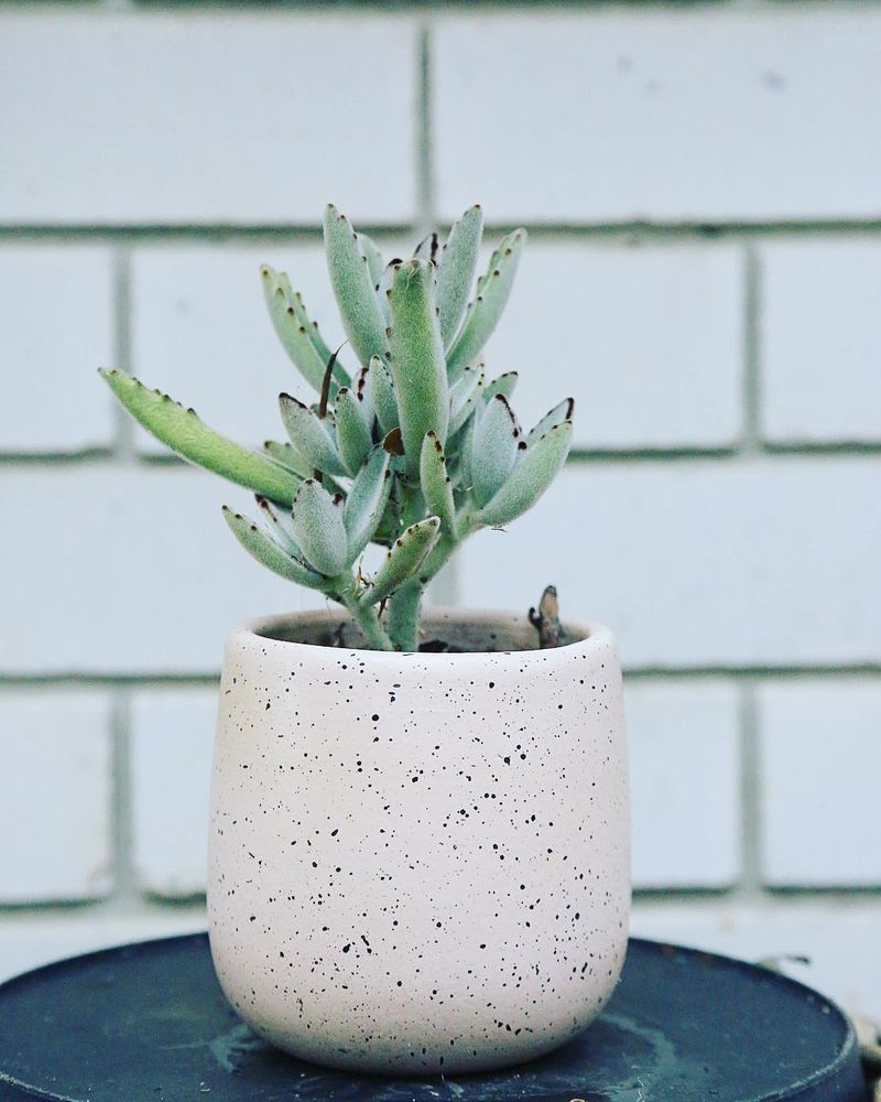 Succulents & Such by Susie Logo