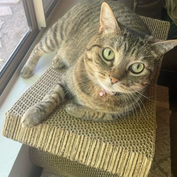 Higley Road Pet Clinic - Veterinarians Near Me - Gilbert, Arizona Higley Road Pet Clinic - Veterinarians Near Me - Gilbert, Arizona