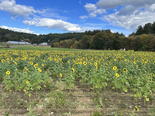 Hanson's Farm by null