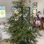 Photo of Hamakua Christmas Tree Forest