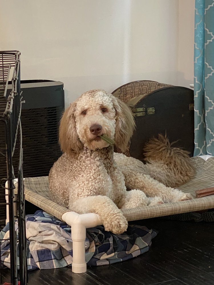 ANGELAS PAWSITIVELY PERFECT GROOMING Updated August 2024 17 Photos