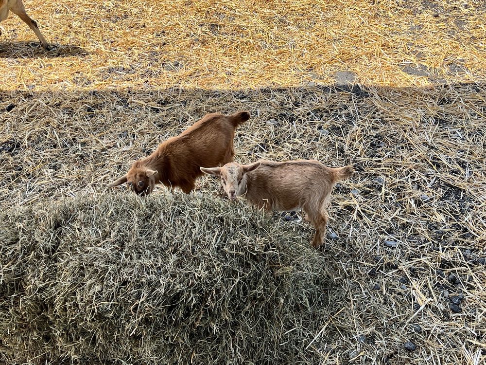 GRIM’S GREENHOUSE & FARM MARKET Updated July 2024 67 Photos & 65