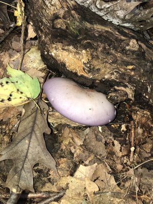 Bird Hills Nature Area by null